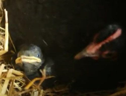Broody Hen adopts a baby Jackdaw