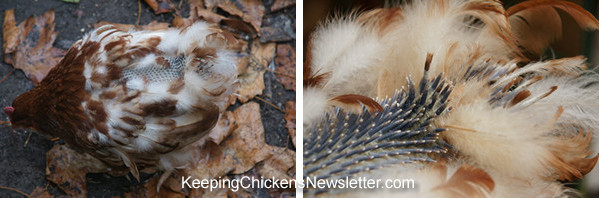 photos of a hen in moult