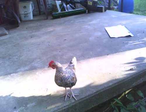 Little Bantam Rooster