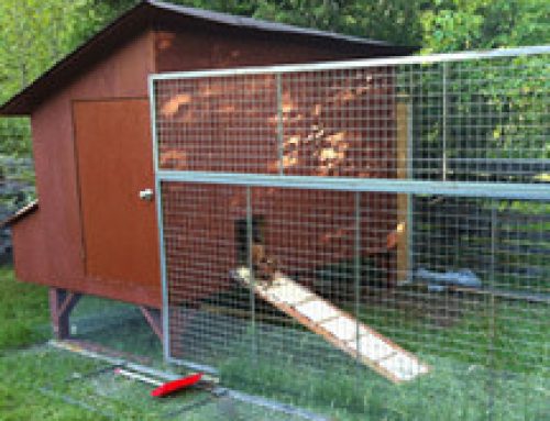 Brooder Invention and a New Coop