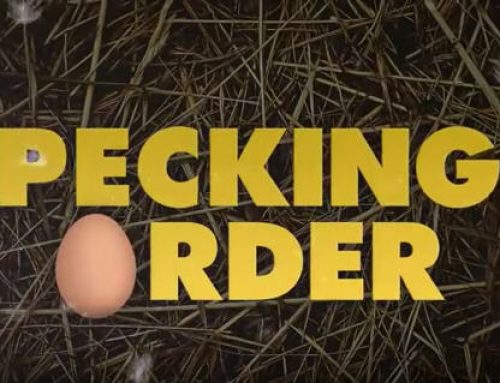 Pecking Order – A Flockumentary