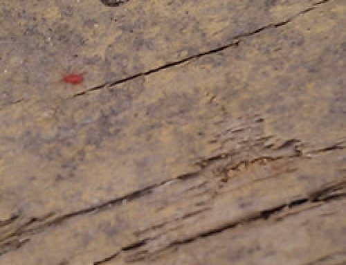 Mite Problem