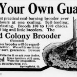 colony brooder
