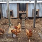 chicken coops in run