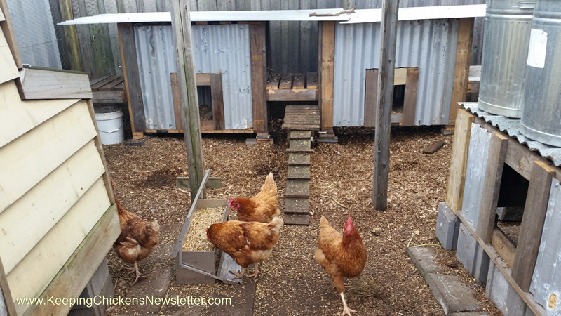 chicken coops in run