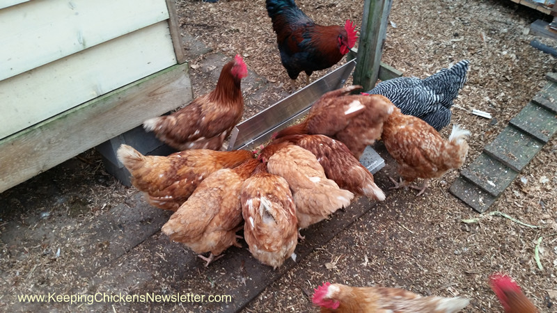 hens and rooster eating