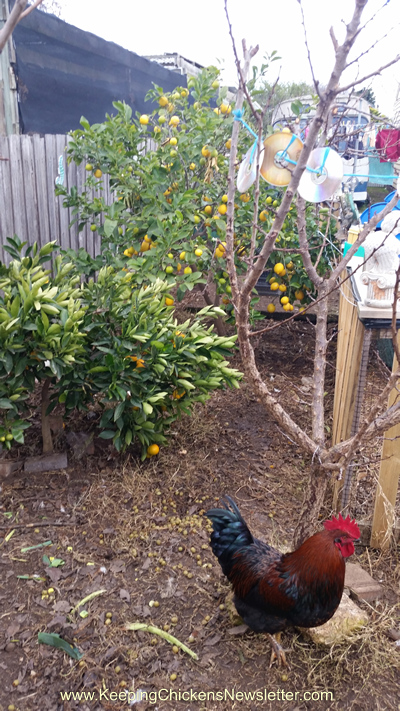 tree in chicken run with fruit and hanging cds