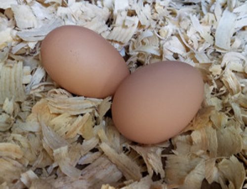 Two Eggs Laid By One Hen in One Sitting?