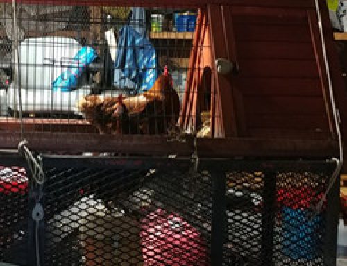 Hurricane Chickens