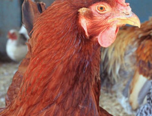 Forces of Chicken Keeping