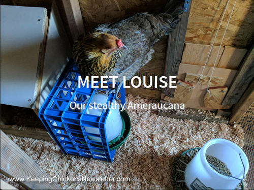 Louise the Ameraucana in her coop
