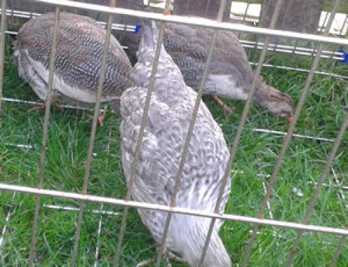 Keeping Guineas and Chickens Together