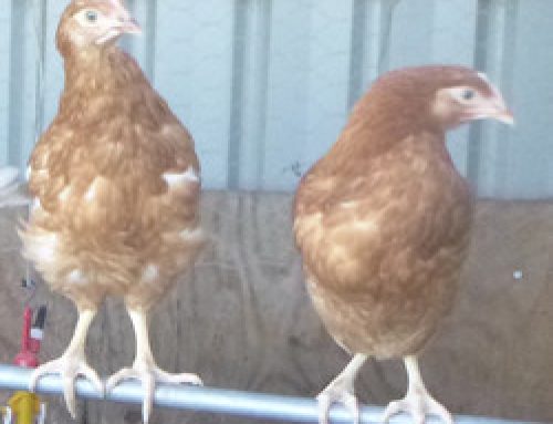 Chicken Caravan