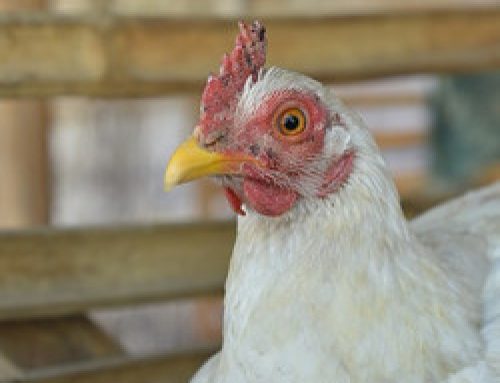 Use FOWL Language To Relieve Holiday Stress