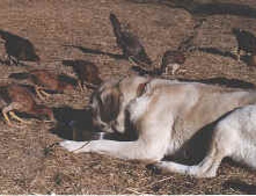 Introducing A New Dog Or Puppy To chickens