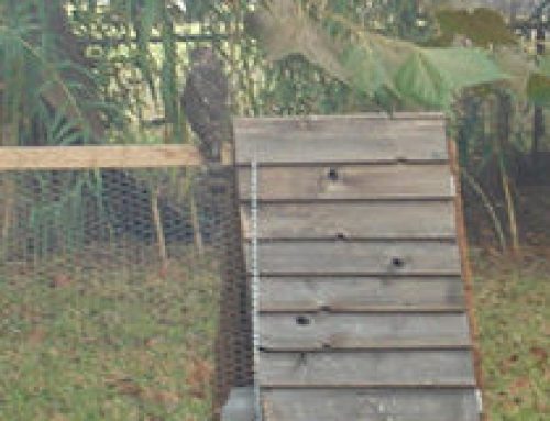 Juvenile Red Tailed Hawk and A Favourite Chicken Treat