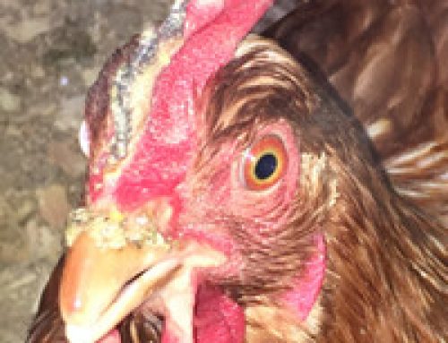 Frostbite on Comb and Wattles