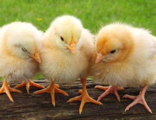 Chickens Winning At Life