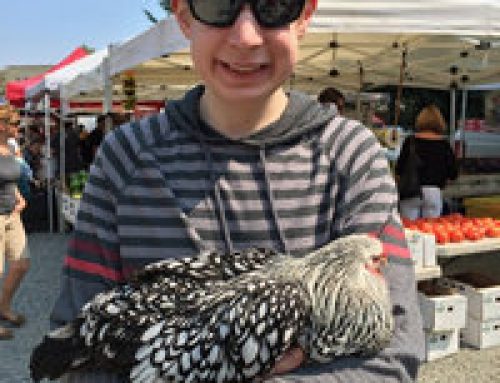 Never Underestimate the Power of a Chicken