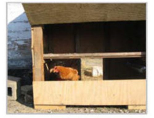 Little Reds Chicken Shed