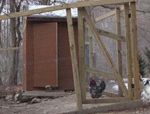 Tool Shed Chicken Coop