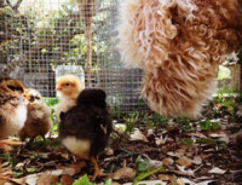 Chickens and Dogs